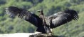 /album/fotogaleria/condor-3-jpg1/